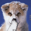 animated-animal-avatar-image-0064