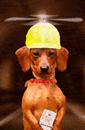 animated-dachshund-image-0032