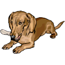 animated-dachshund-image-0045