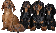 animated-dachshund-image-0074