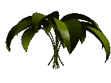 animated-tree-image-0005