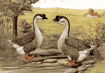 animated-duck-image-0017