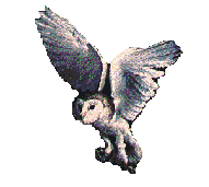 animated-owl-image-0019