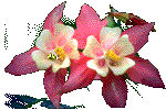 animated-flower-image-0039