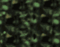 animated-flower-image-0106.gif