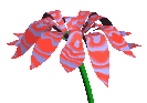 animated-flower-image-0173