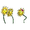 animated-flower-image-0220