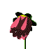 animated-flower-image-0226