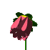 animated-flower-image-0364