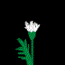 animated-flower-image-0369
