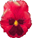 animated-flower-image-0374