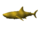 animated-shark-image-0036