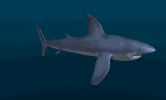 animated-shark-image-0040