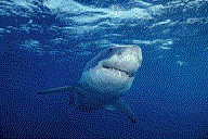 animated-shark-image-0044