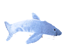 animated-shark-image-0054
