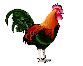 animated-chicken-image-0150