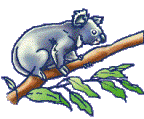animated-koala-image-0011