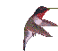 animated-hummingbird-image-0013
