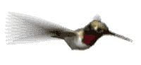 animated-hummingbird-image-0025
