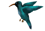 animated-hummingbird-image-0036