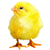 animated-chick-image-0113