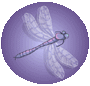 animated-dragonfly-image-0013