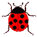 animated-ladybird-image-0037