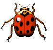 animated-ladybird-image-0040
