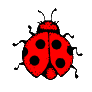 animated-ladybird-image-0047