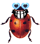 animated-ladybird-image-0062