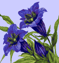 animated-ladybird-image-0070