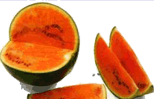 animated-melon-image-0016