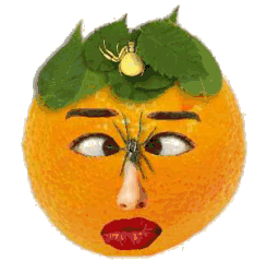 Oranges Animated Images Gifs Pictures Animations 