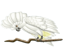 ▷ Parrots: Animated Images, Gifs, Pictures & Animations - 100% FREE! ▷ Parrots: Animated Images, Gifs, Pictures & Animations - 100% FREE!