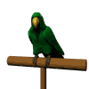 animated-parrot-image-0014