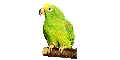 animated-parrot-image-0017.gif