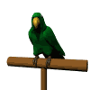 animated-parrot-image-0061