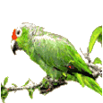 animated-parrot-image-0076.gif