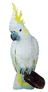 animated-parrot-image-0112