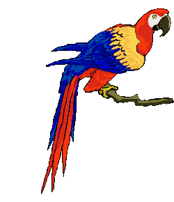 ▷ Parrots: Animated Images, Gifs, Pictures & Animations - 100% FREE! ▷ Parrots: Animated Images, Gifs, Pictures & Animations - 100% FREE!