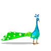 animated-peacock-image-0003