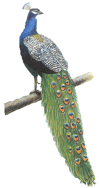 animated-peacock-image-0011