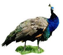animated-peacock-image-0012