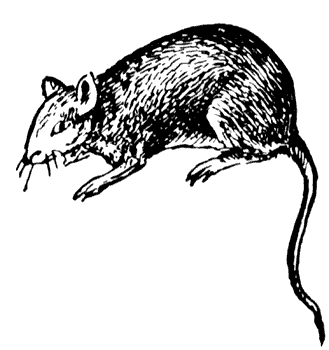 animated-rat-image-0080
