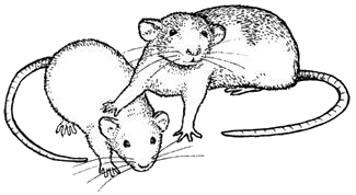 animated-rat-image-0129