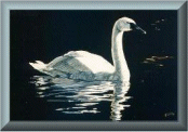 animated-swan-image-0012