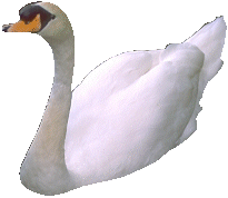 animated-swan-image-0013