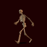 animated-skeleton-image-0002