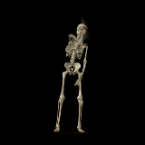 animated-skeleton-image-0004