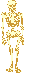 animated-skeleton-image-0016